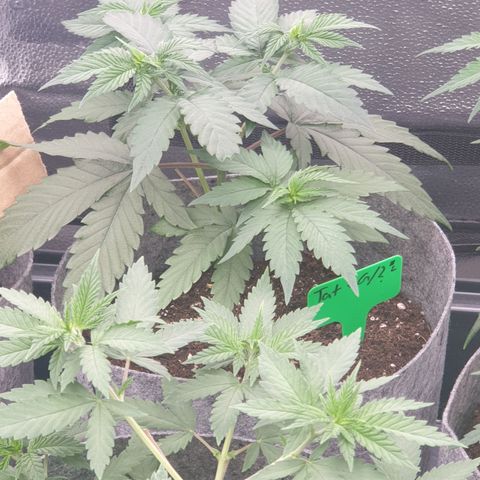 Tatanka G #2 growlog timeline photo