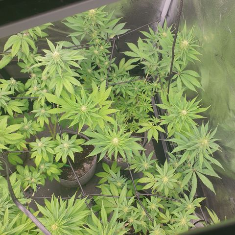 Northern Light Blue THC Free growlog timeline photo