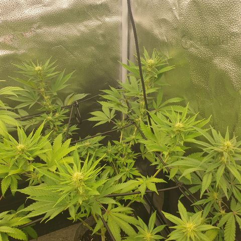 Northern Light Blue THC Free growlog timeline photo