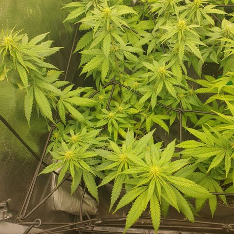 Somango XL growlog timeline photo