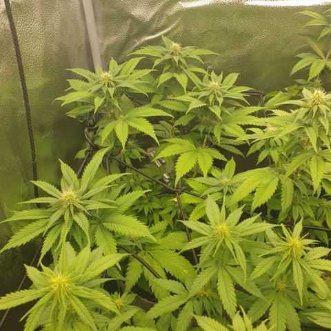 Euphoria RQS growlog timeline photo