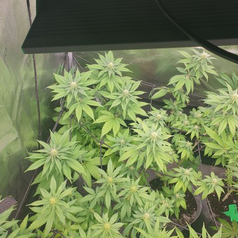 Euphoria RQS growlog timeline photo