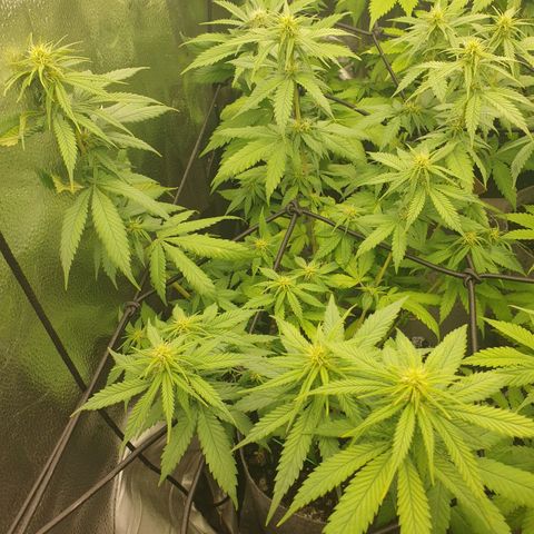 Somango XL growlog timeline photo