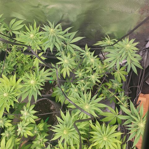 Tatanka G #7 growlog timeline photo