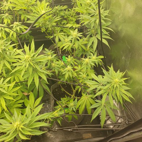 Tatanka G #7 growlog timeline photo