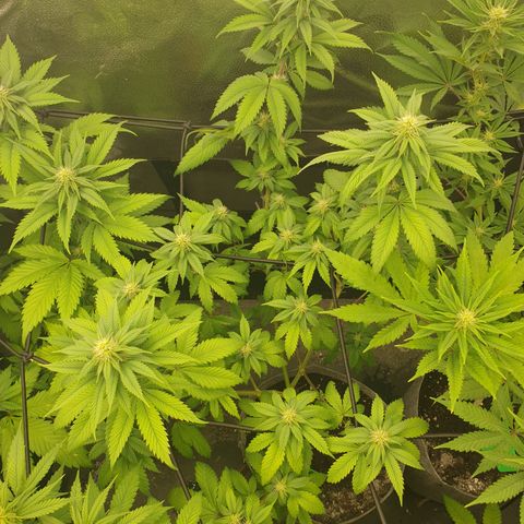 Tatanka G #2 growlog timeline photo