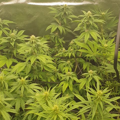 Tatanka G #2 growlog timeline photo
