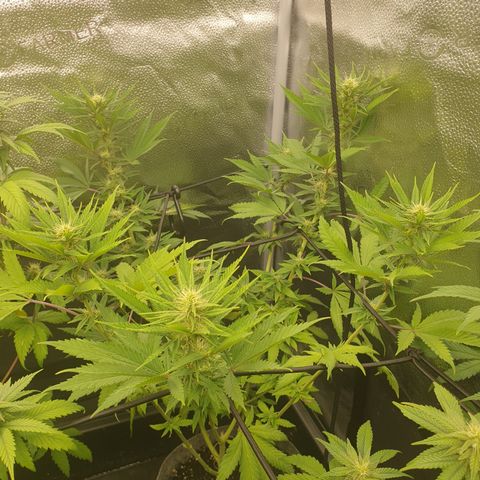 Northern Light Blue THC Free growlog timeline photo