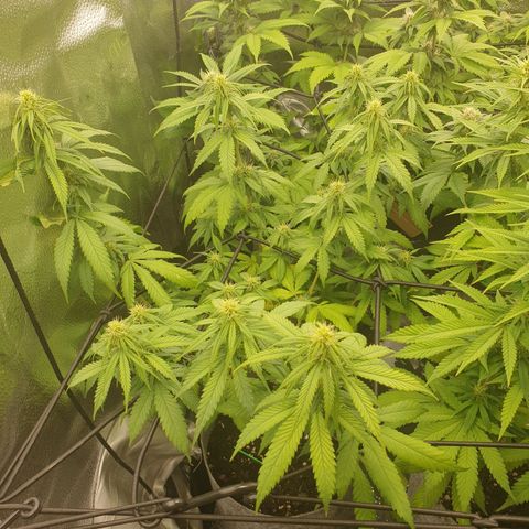 Somango XL growlog timeline photo