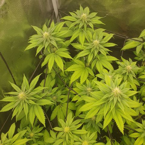 Euphoria RQS growlog timeline photo
