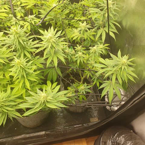 Tatanka G #7 growlog timeline photo