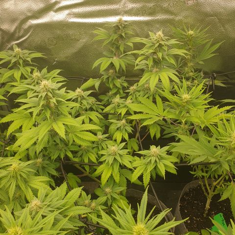 Tatanka G #2 growlog timeline photo