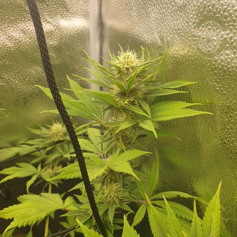 Northern Light Blue THC Free growlog timeline photo