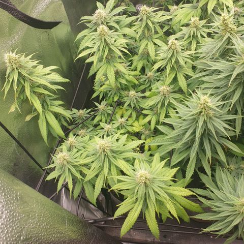 Somango XL growlog timeline photo