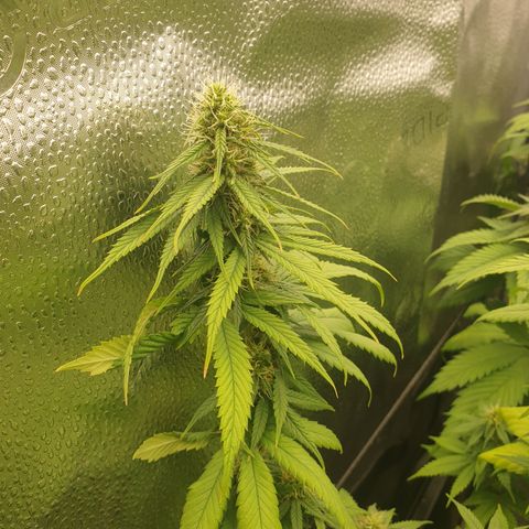 Somango XL growlog timeline photo