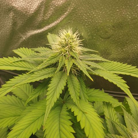 Euphoria RQS growlog timeline photo