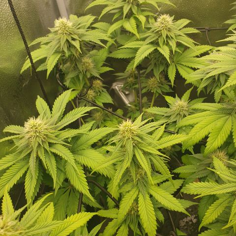 Euphoria RQS growlog timeline photo
