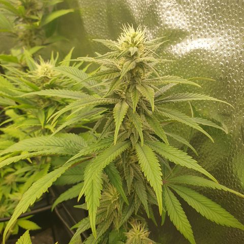 Tatanka G #7 growlog timeline photo