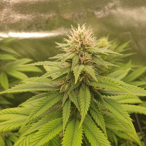 Tatanka G #2 growlog timeline photo