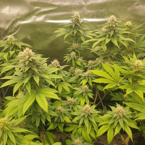 Tatanka G #2 growlog timeline photo