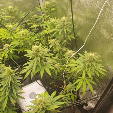Tatanka G #7 growlog timeline photo