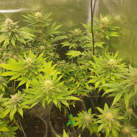 Northern Light Blue THC Free growlog timeline photo