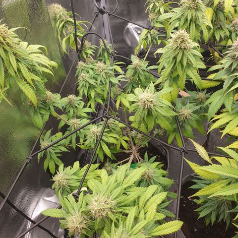 Somango XL growlog timeline photo