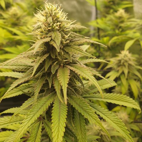 Tatanka G #7 growlog timeline photo