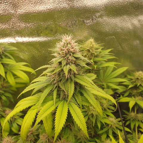 Tatanka G #2 growlog timeline photo