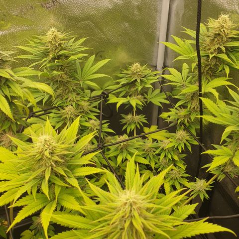 Northern Light Blue THC Free growlog timeline photo