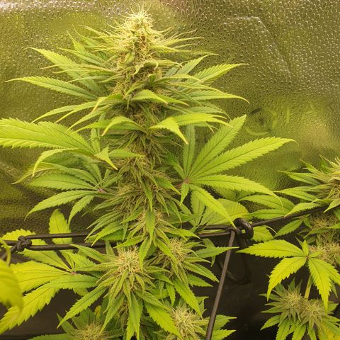 Northern Light Blue THC Free growlog timeline photo