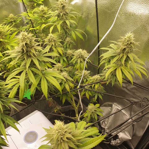Tatanka G #7 growlog timeline photo