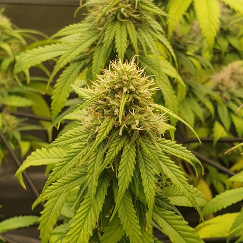 Somango XL growlog timeline photo