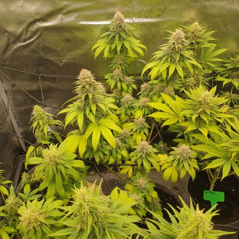 Tatanka G #2 growlog timeline photo