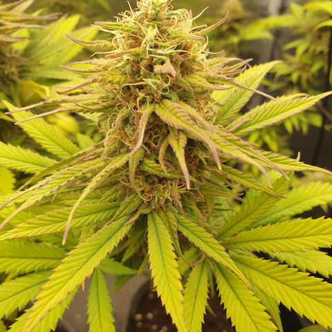 Northern Light Blue THC Free growlog timeline photo