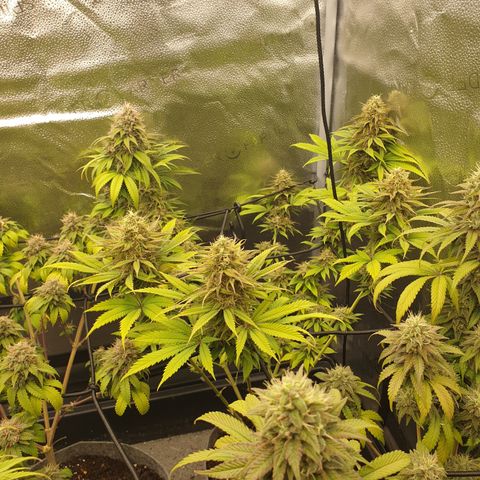 Northern Light Blue THC Free growlog timeline photo