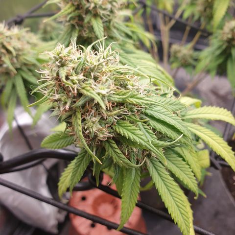 Somango XL growlog timeline photo