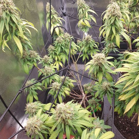 Somango XL growlog timeline photo