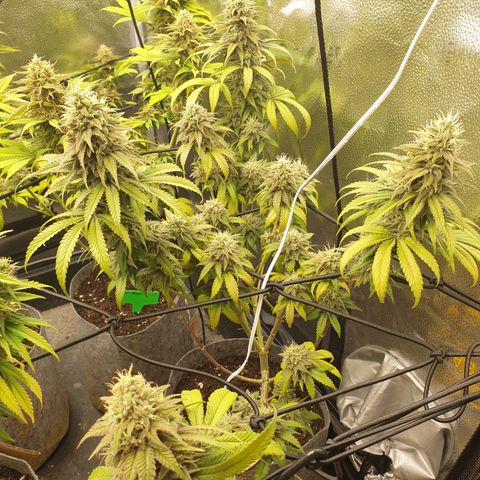 Tatanka G #7 growlog timeline photo