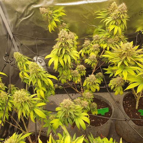 Tatanka G #2 growlog timeline photo