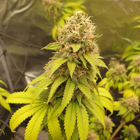 Tatanka G #2 growlog timeline photo