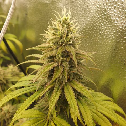 Tatanka G #7 growlog timeline photo