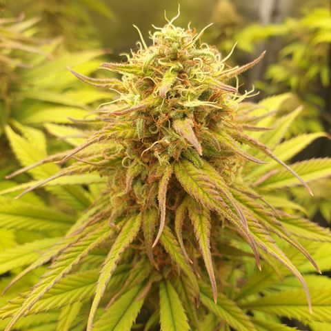 Northern Light Blue THC Free growlog timeline photo