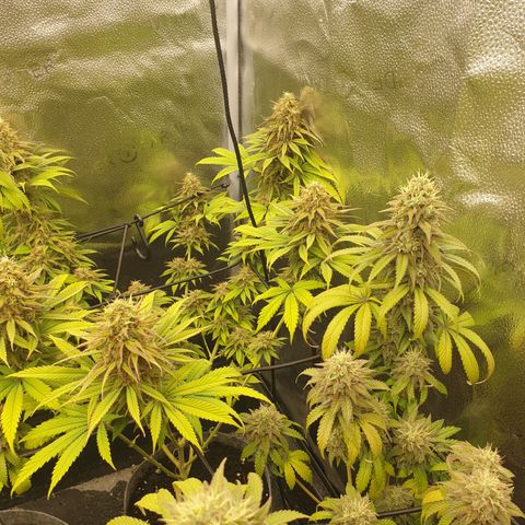 Northern Light Blue THC Free growlog timeline photo