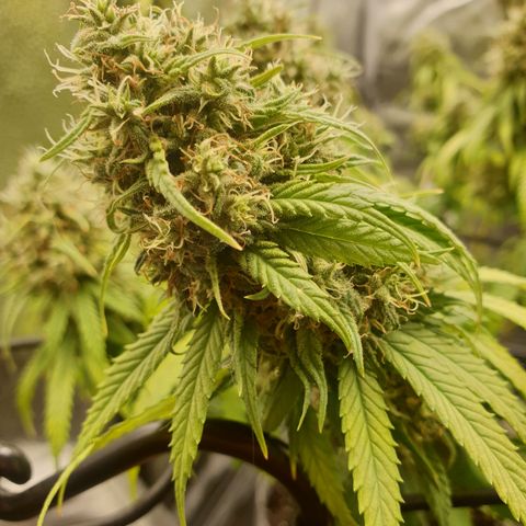 Somango XL growlog timeline photo