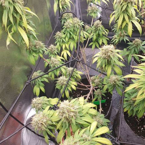 Somango XL growlog timeline photo