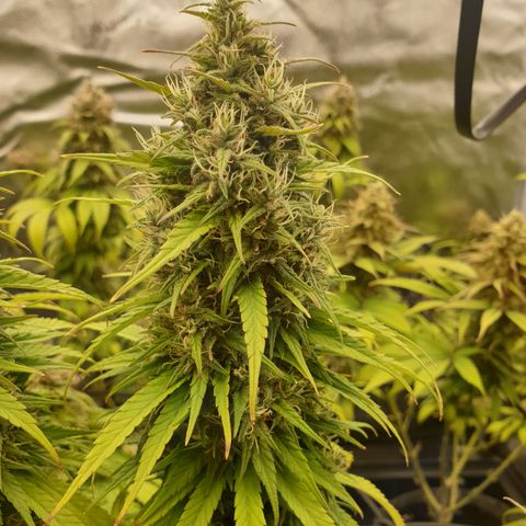 Dance World growlog timeline photo