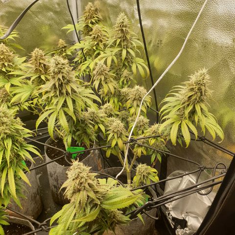 Tatanka G #7 growlog timeline photo
