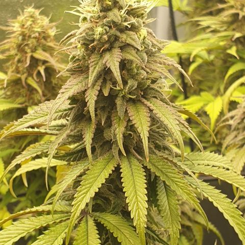 Tatanka G #7 growlog timeline photo
