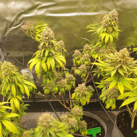 Tatanka G #2 growlog timeline photo